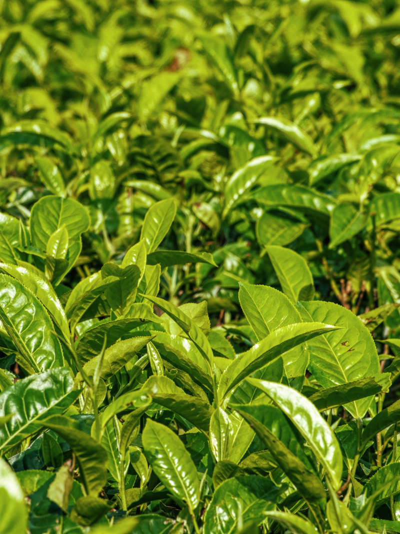 TÉ VERDE
