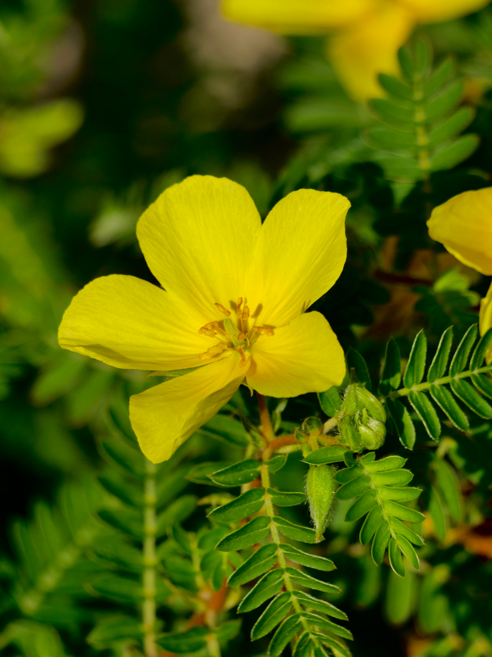 TRIBULUS TERRESTRIS
