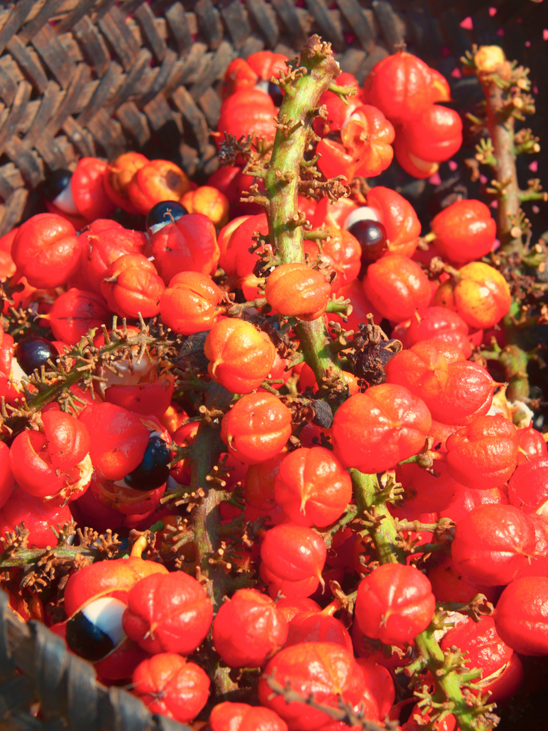 GUARANÁ